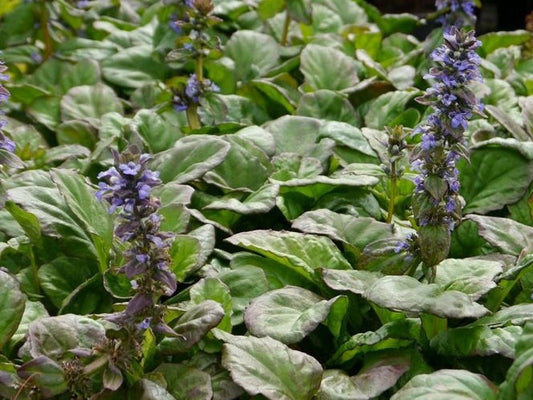 Ajuga reptans Jungle Beauty AjurepJB Bugle, Bugleweed, Blue Bugle, Carpetweed 140mm