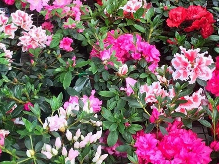 Azalea Assorted