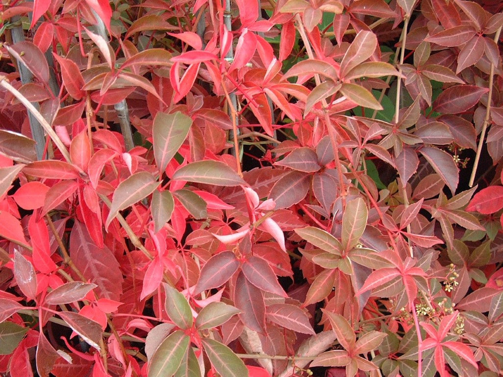 Parthenocissus henryana Parhen Chinese Virginia Creeper, Silver Vein Creeper, Ivy