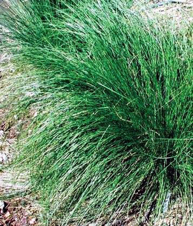 Poa poiformis Poapoi Coast Tussock Grass, Blue Tussock Grass