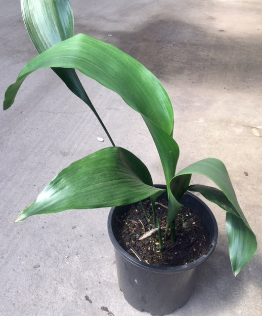 Aspidistra elatior Aspela Cast Iron Plant, Bar Room Plant 200mm