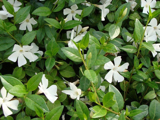 Vinca minor Alba VinminAl White Dwarf Periwinkle, Lesser Periwinkle