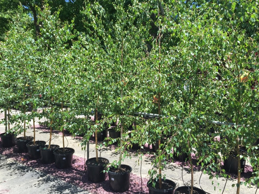 Betula pendula Alba BetpenAl White Silver Birch, Warty Birch