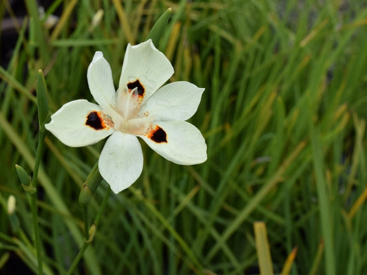 Dietes bicolor Diebic Syn Moraea bicolor, Iris bicolor, African Iris, Fortnight Lily, Peacock Flower