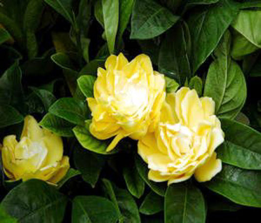 Gardenia augusta Golden Magic GaraugGM Fragrant Gardenia 200mm