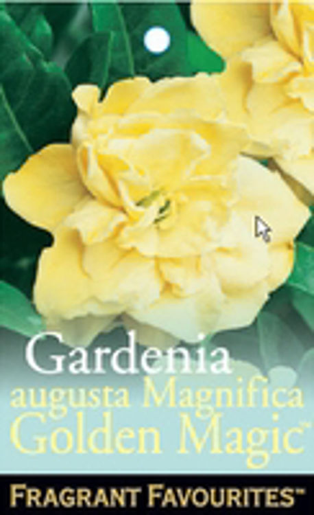 Gardenia augusta Golden Magic GaraugGM Fragrant Gardenia 200mm
