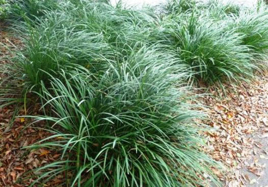 Liriope muscari Evergreen Giant LirmusEG Lilyturf, Lily Turf, Border Grass, Monkey Grass