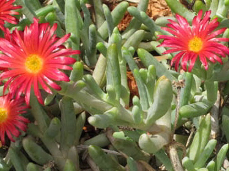 Mesembryanthemum hybrida Red MeshybRe Pigface, Succulent