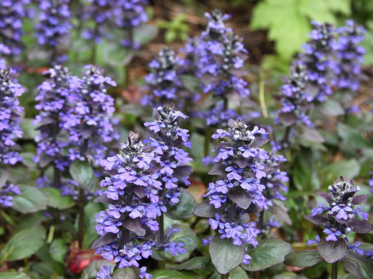 Ajuga reptans Catlins Giant AjurepCG Bugle, Bugleweed, Blue Bugle, Carpetweed 140mm