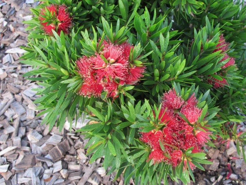 Callistemon viminalis Green John PBR CalvimGJ Weeping Bottlebrush, Creek Bottlebrush, LJ23 140mm