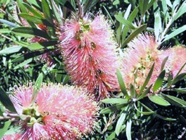 Callistemon citrinus Pink Champagne CalcitPCh Bottlebrush, Common Red Bottlebrush, Crimson Bottlebrush 140mm