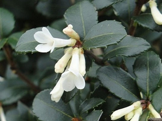 Osmanthus delavayi Osmdel