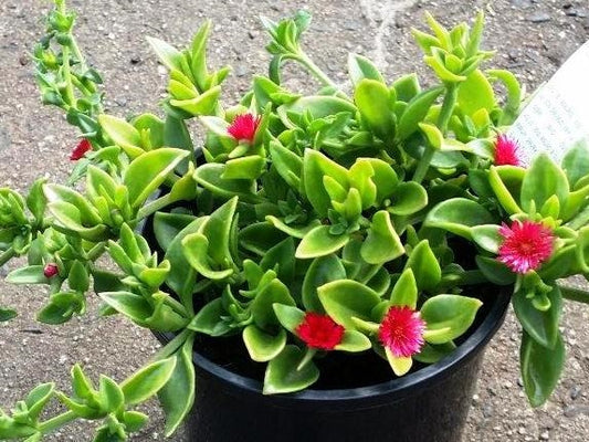 Aptenia cordifolia Aptcor Baby Sunrose, Heartleaf Iceplant, Succulent