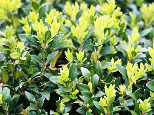 Buxus sempervirens Buxsem English Box, Common Box, Boxwood