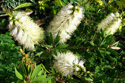 Callistemon citrinus White Anzac CalcitWA White Bottlebru 200mm