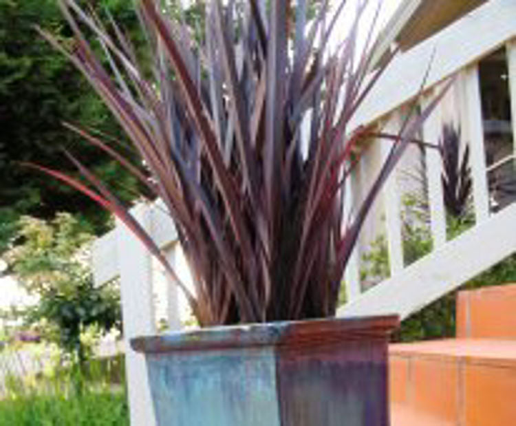 PhotenBBl-3 Phormium tenax Border Black PhotenBBl New Zealand Flax, PHOHAR02