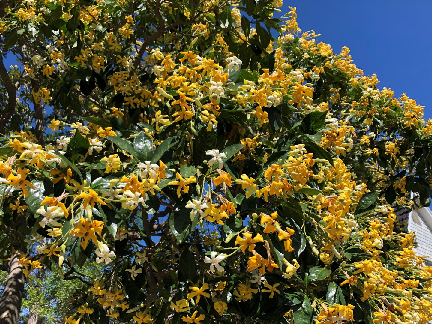 Hymenosporum flavum Hymfla Native Frangipani 140mm