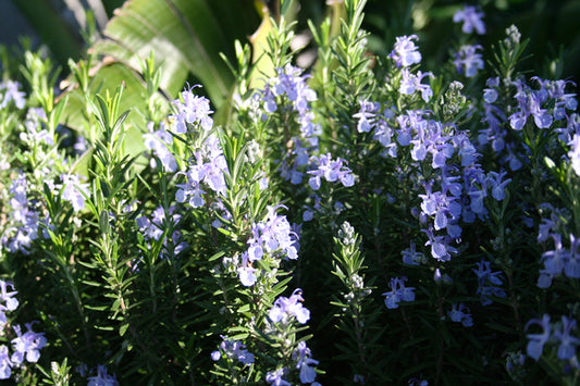 Rosmarinus officinalis Tuscan Blue RosoffTB Rosemary