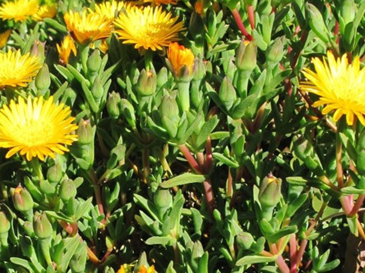 Mesembryanthemum hybrida Yellow MeshybYe Pigface, Succulent