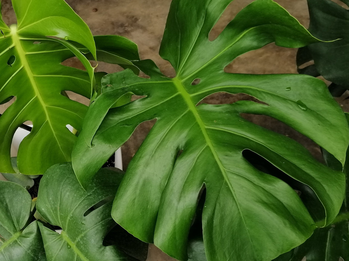 Monstera deliciosa Mondel Swiss Chesse Plant 120mm