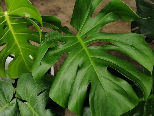 Monstera deliciosa Mondel Swiss Chesse Plant 120mm