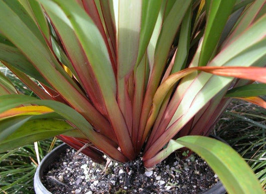 Dianella tasmanica Tasred PBR DiatasTas Tasman Flax Lily