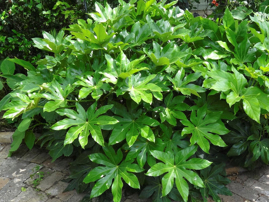 Fatsia japonica Fatjap Japanese Aralia, Paperplant, Glossy Leaf Paper Plant 140mm
