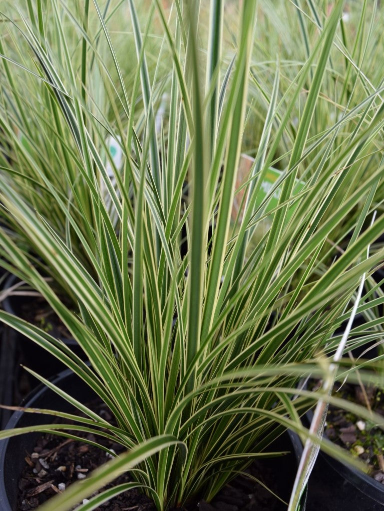 Carex brunnea Variegata CarbruVa Variegated Golden Edged Sedge, Variegated Sedge