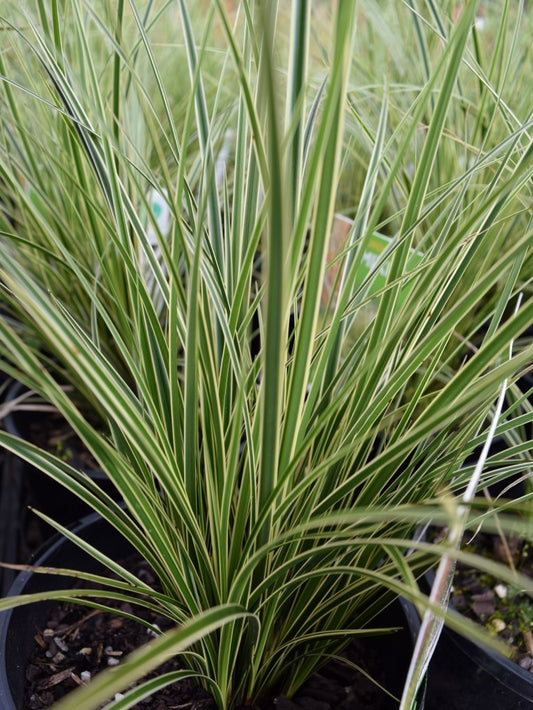 Carex brunnea Variegata CarbruVa Variegated Golden Edged Sedge, Variegated Sedge