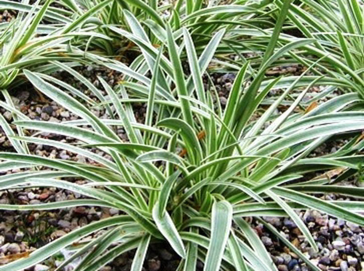 Agapanthus hybrida Tinkerbell