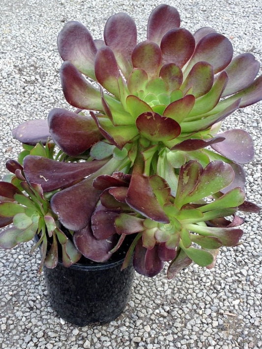 Aeonium hybrida Velour AeohybVel Tree Aeonium Tree Houseleek Irish Rose Succulent