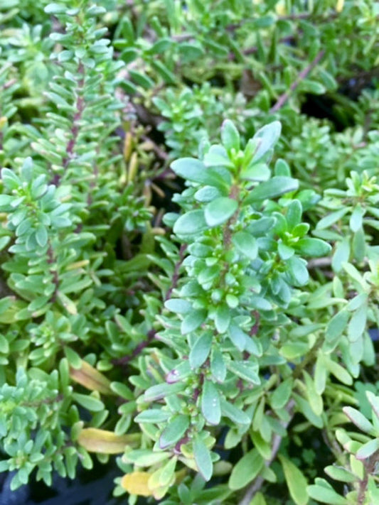 Myoporum parvifolium Rosea MyoparRo Pink Creeping Boobialla, Creeping Myoporum