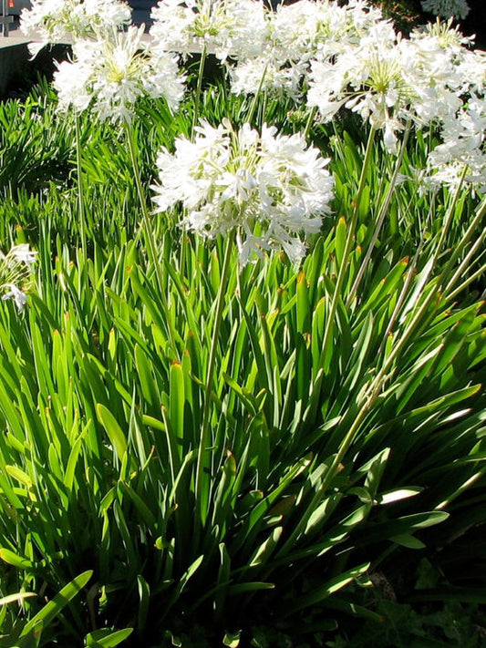 Agapanthus praecox Dwarf White AgapraDwWh Dwarf Agapanthus, Lily of the Nile, African Lily