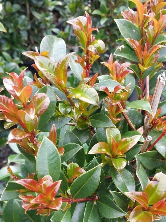 Syzygium paniculatum Superior SyzpanSup Magenta Lilly Pilly, Magenta Brush Cherry