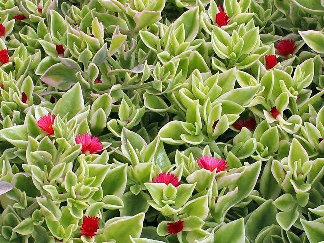 Aptenia cordifolia Variegata AptcorVa Variegated Baby Sunrose, Heartleaf Iceplant, Succulent