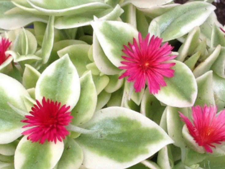 Aptenia cordifolia Variegata AptcorVa Variegated Baby Sunrose, Heartleaf Iceplant, Succulent