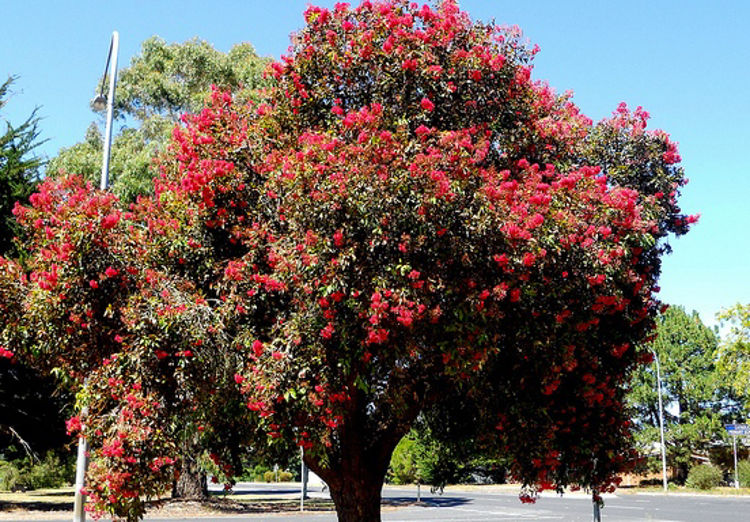 Corymbia ficifolia Corfic Syn Eucalyptus ficifolia, Red Flowering Gum 140mm