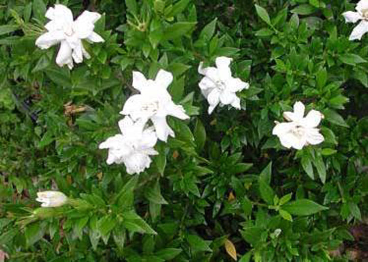 Gardenia jasminoides Radicans GarjasRad Cape Jasmine