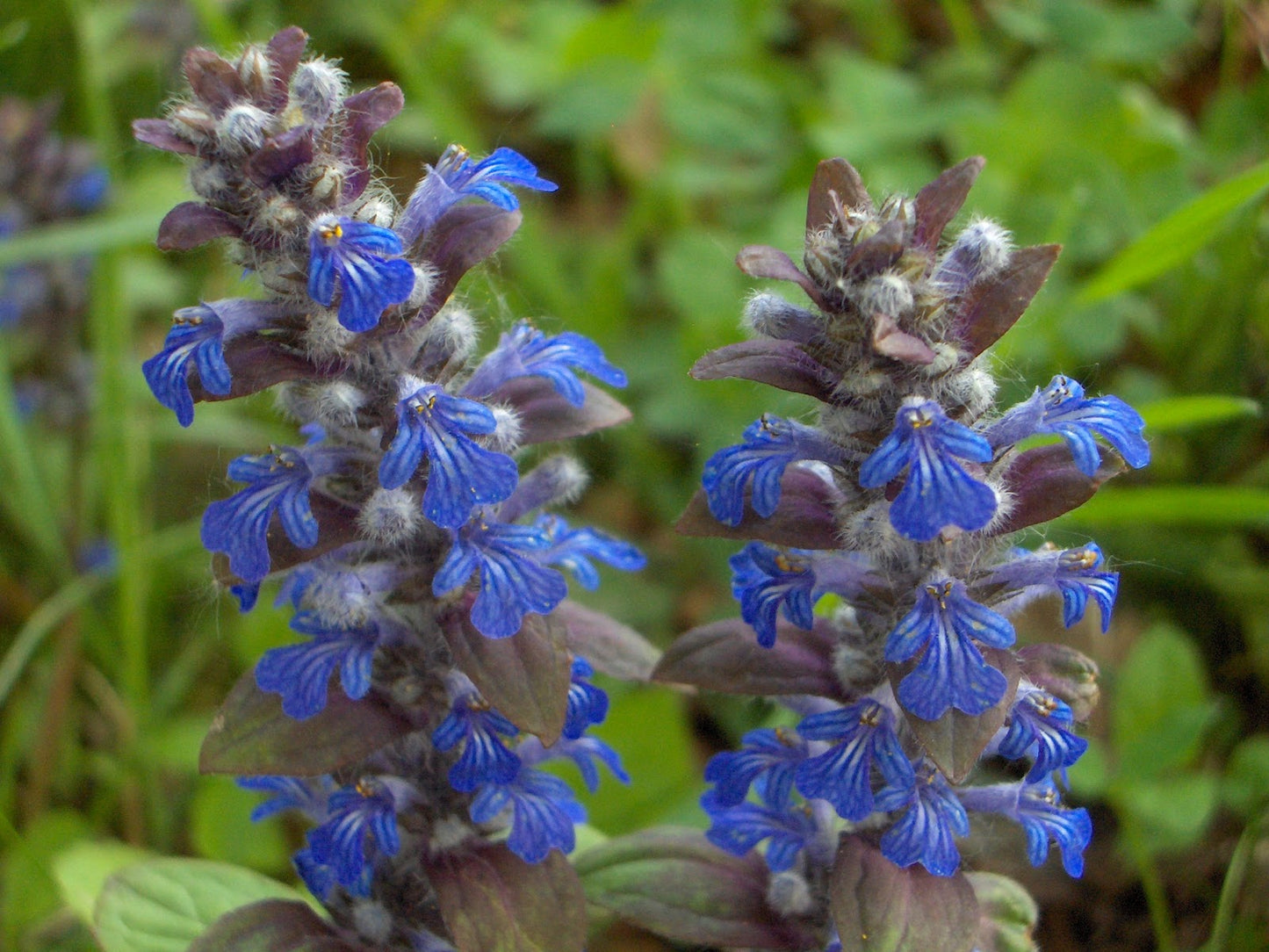 Ajuga reptans Ajurep Bugle, Bugleweed, Blue Bugle, Carpetweed