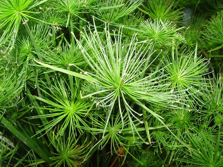 Cyperus prolifer Cyppro Dwarf Papyrus, Dwarf Paper Plant