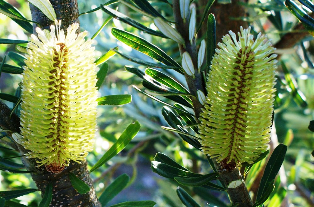 Banksia marginata Banmar Silver Banksia