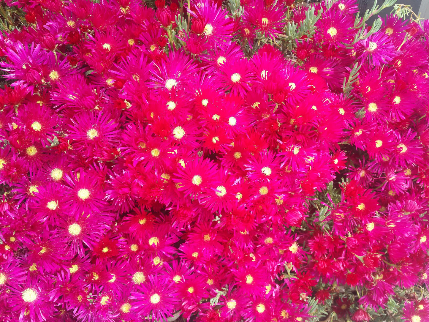 Mesembryanthemum hybrida Magenta MeshybMag Pigface, Succulent 70mm