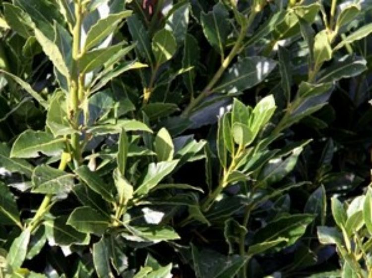 Laurus nobilis Flavour Master LaunobFM Bay Tree, Bay Laurel 200mm