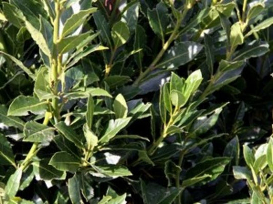 Laurus nobilis Flavour Master LaunobFM Bay Tree, Bay Laurel 200mm