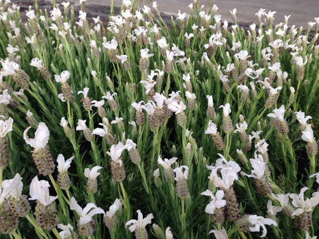 Lavandula pedunculata Sensation White LavpedSW French Lavender, SENWHI