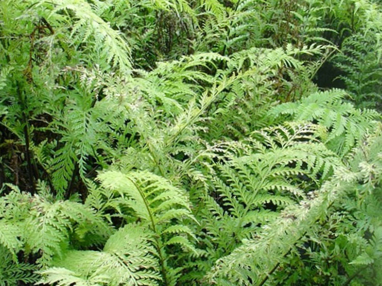 Asplenium bulbiferum Aspbul Mother Spleenwort