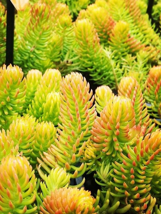 Sedum hybrida Jamaican Sunset SedhybJS Stonecrop, Succulent