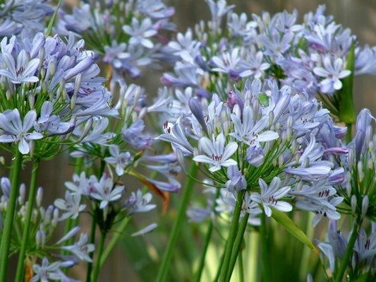 Agapanthus hybrida Peter Pan AgahybPP Dwarf Agapanthus, Lily of the Nile, African Lily 140mm