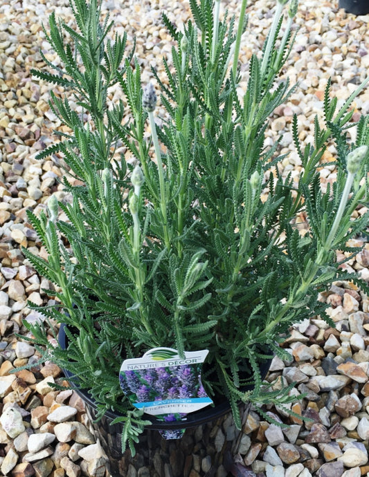 Lavandula dentata Frenchette LavdenFre Dwarf French Lavender 140mm