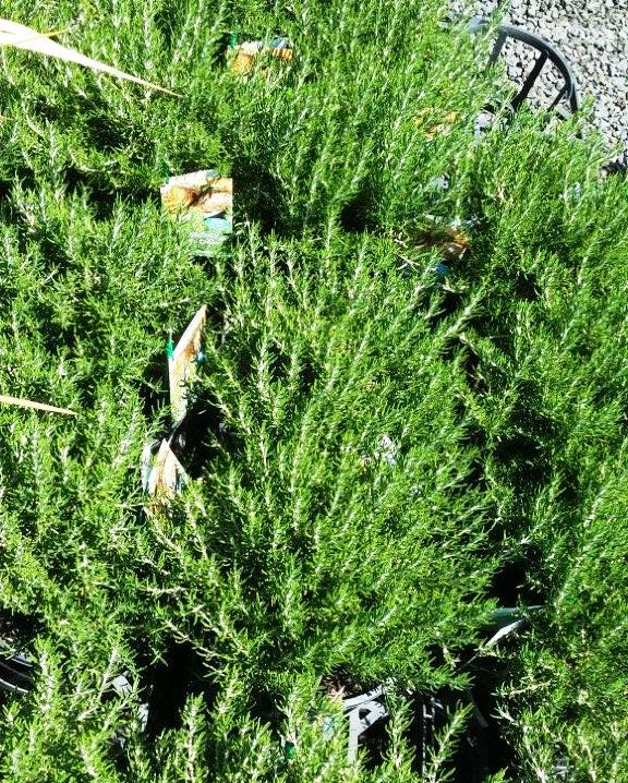 Rosmarinus officinalis Chefs Choice RosoffCC Rosemary 140mm